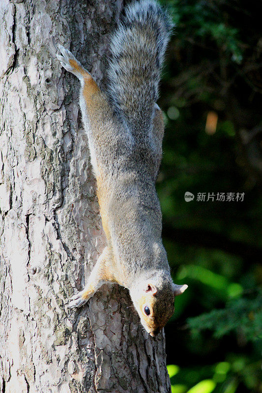 灰松鼠爬下树干的图片(Sciurus carolinensis)